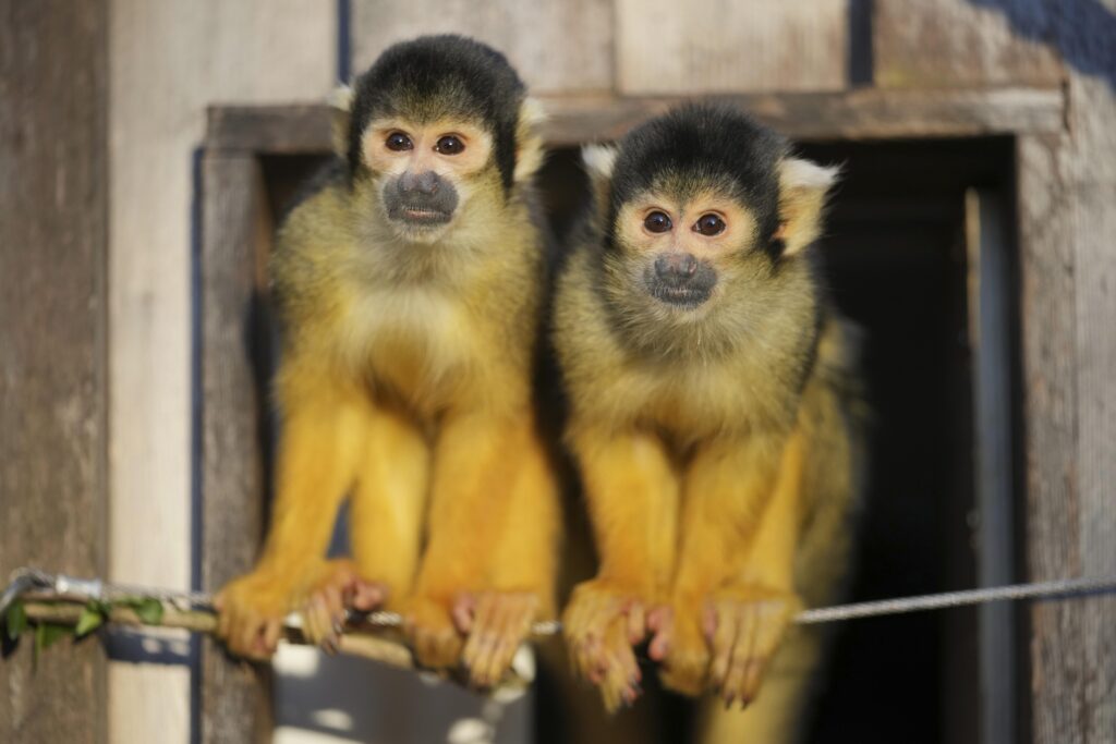 CDC ordered to halt taxpayer-funded primate research