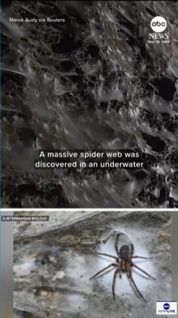 Enormous spider web discovered on Greece-Albania border may be the largest in the world
