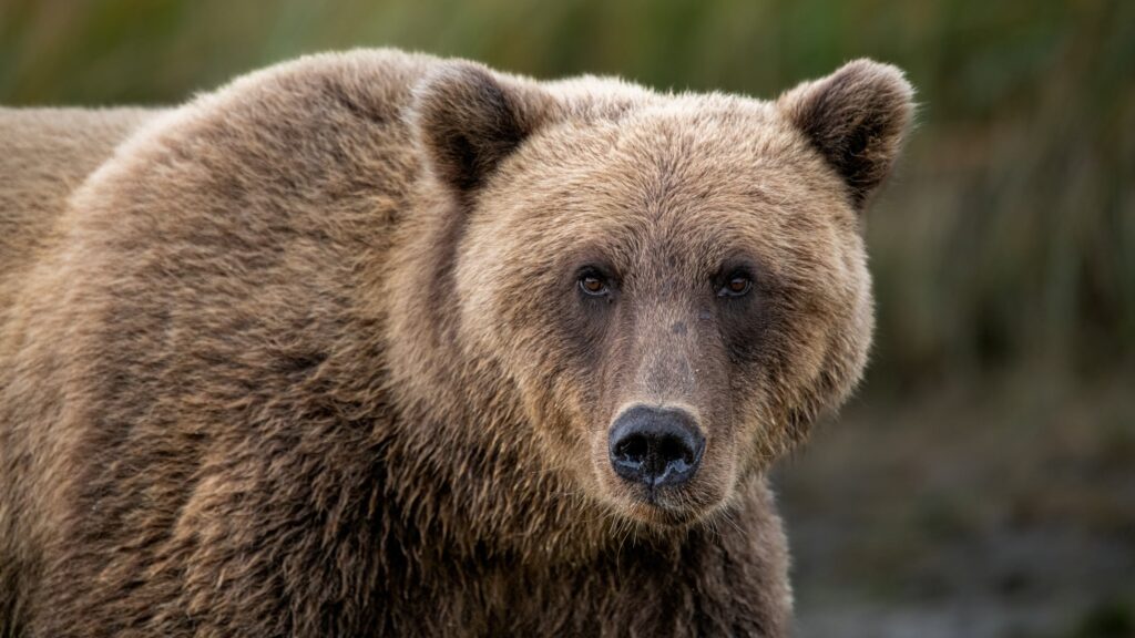 Grizzly bear attack in British Columbia injures 11, two critically