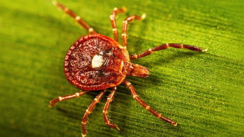 New Jersey man dies from tick-related meat allergy, researchers report