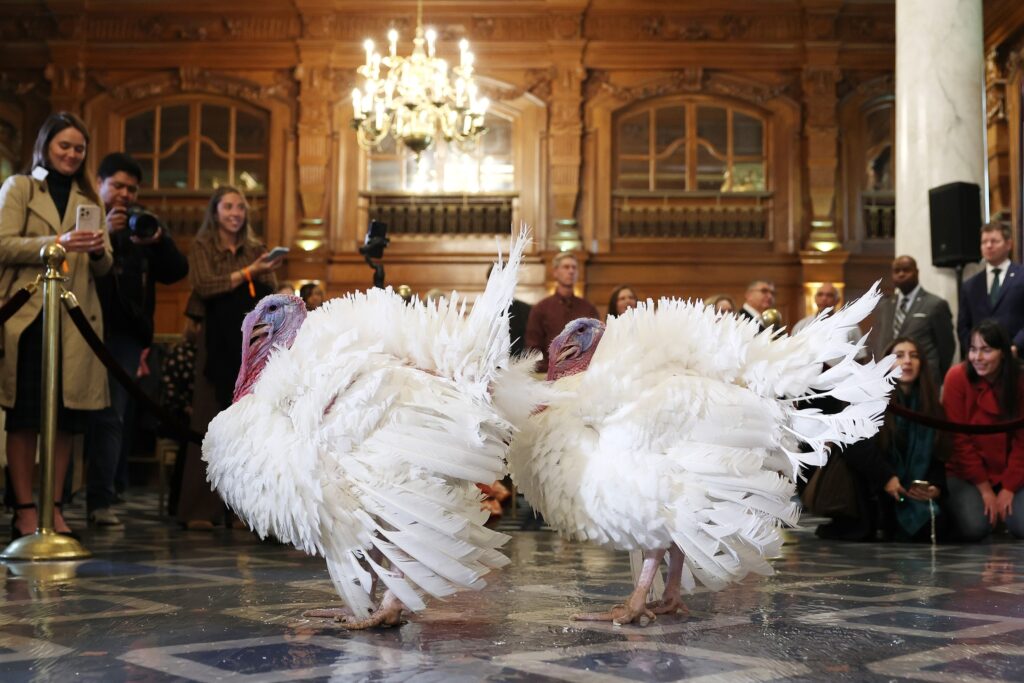 Trump grants pardons to Thanksgiving turkeys Gobble and Waddle