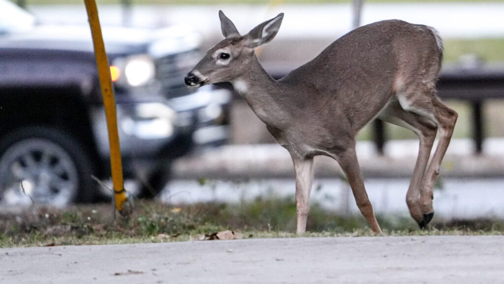 Woman fatally injured by deer at home in Ohio