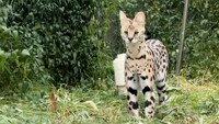 Illegal serval-type cats discovered in Baltimore