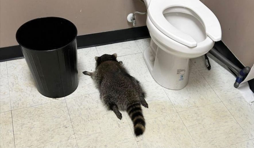 Merchandise Inspired by Drunken Raccoon Raises $292,000 for Virginia Shelter