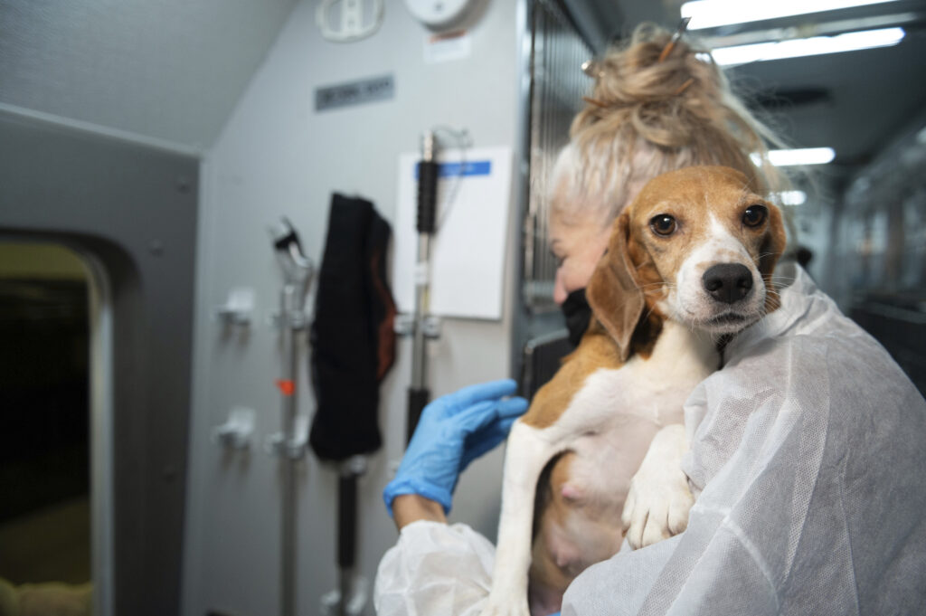 New Law Prohibits Painful Experiments on Dogs and Cats by the Pentagon