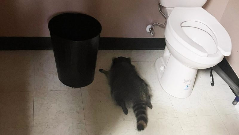Raccoon causes chaos in Virginia strip mall with multiple break-ins