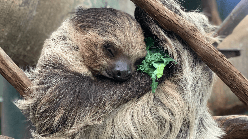 Southern two-toed sloth passes away at national zoo due to kidney disease