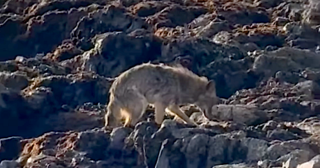Coyote makes historic swim to Alcatraz Island