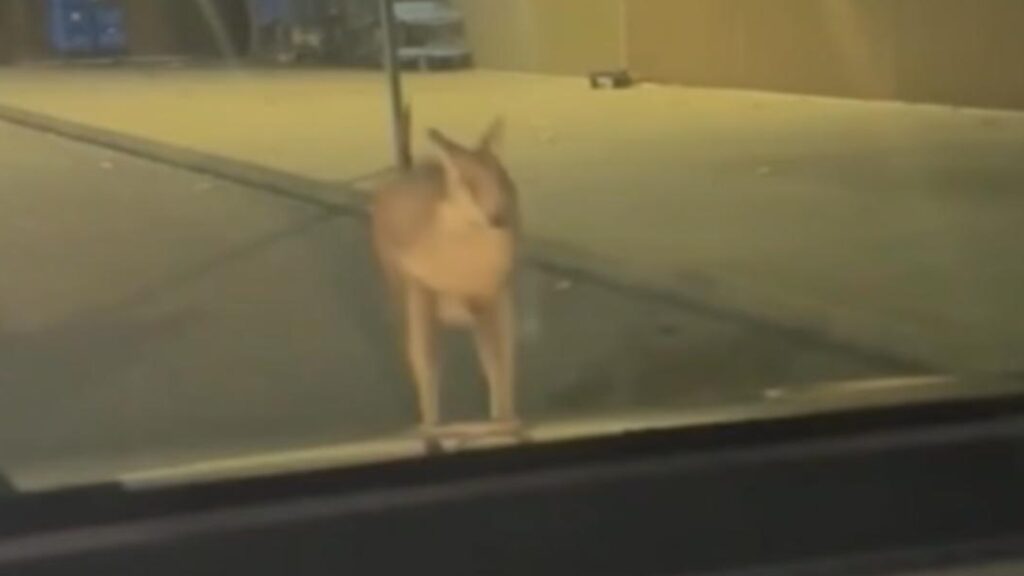 Wallaby rescued at Walmart after escaping sanctuary